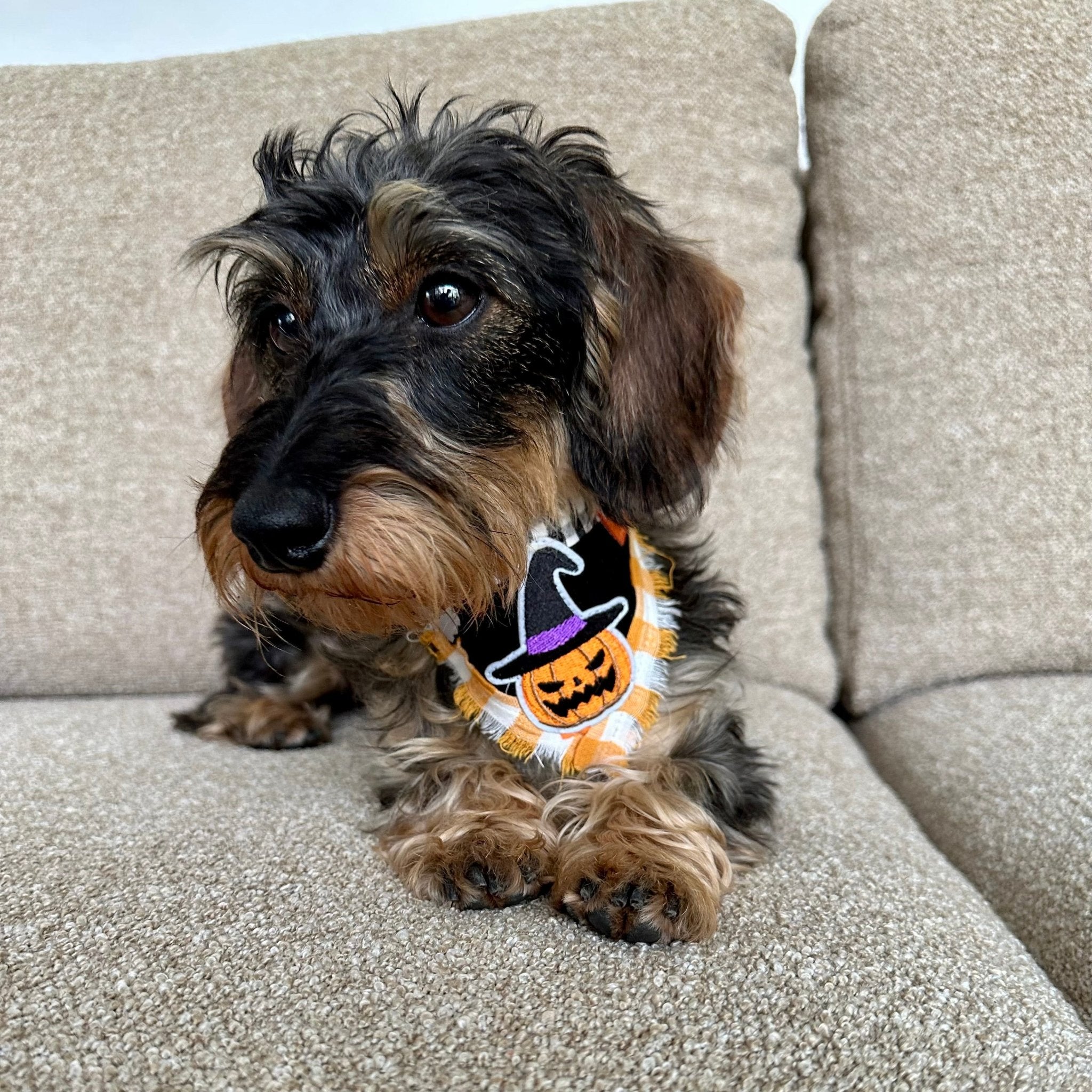 Bandanas - Collection Halloween - Sausage Paris